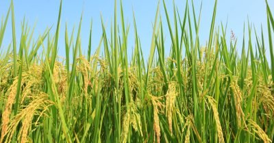 Lush green rice plants with golden grains under a bright blue sky.